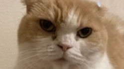 9歳の腎不全猫を助けてください のトップ画像