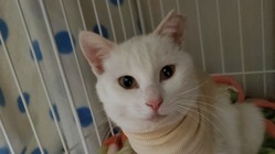 行き場のない猫ちゃんのシェルター作り のトップ画像