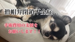 【僧帽弁閉鎖不全症】肺水腫を繰り返す愛犬ココを助けてください！ のトップ画像