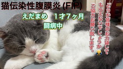 難病FIP(猫伝染性腹膜炎)と闘うえだまめを助けたいです のトップ画像