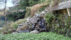 世界農業遺産認定されている静岡水わさびの石垣崩落復旧とわさび沢再生 のトップ画像