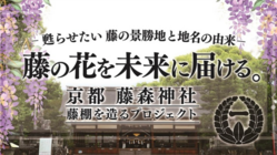 京都伏見・藤森神社～京都の古社で藤爛漫の地復活を～ のトップ画像