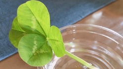 次女の高校在学中での留学、その後の大学進学資金 のトップ画像