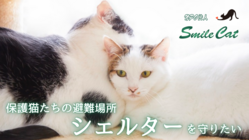 Smile Cat｜ 保護猫たちの避難場所、シェルターを守りたい！ のトップ画像