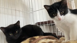 外で暮らす猫達にずっとのお家を！保護活動に役立てたいです。 のトップ画像