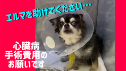 愛犬の僧帽弁閉鎖不全症の手術費用をご支援いただけませんでしょうか？ のトップ画像