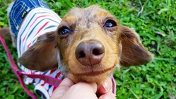 愛犬ピコの環軸椎亜脱臼の手術のご支援をお願い致します。 のトップ画像