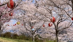 荒廃した石井里山公園で桜まつり復活プロジェクト のトップ画像