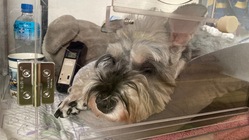 助けて！僧帽弁閉鎖不全、尖弁膜不全、肺水腫の愛犬11歳を救いたい。 のトップ画像