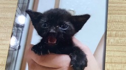 保護猫シェルター&猫カフェ のトップ画像