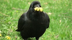 身近な野鳥であるカラス類の死因解明を継続したい のトップ画像