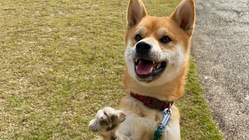 1歳11ヶ月の柴犬こっぺがもう一度歩けるように…ご支援お願いします のトップ画像