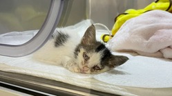 保護ネコ『ちぃ』生後約１ヶ月の漏斗胸手術資金 のトップ画像
