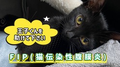 【FIP後期】余命宣告　保護猫  王子を助けたい！！ のトップ画像