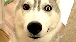 人と犬が一緒に安心して食べられる無添加のおやつを届けたい！ のトップ画像