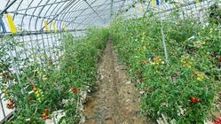 村上市小岩内ミニトマト『ミライnoドルチェ』をもう一度栽培したい のトップ画像
