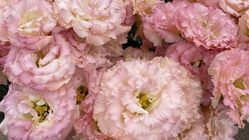 広島県庄原市に新たな花き生産地を作ろう のトップ画像