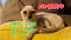 FIP (猫伝染性腹膜炎) 治療継続のため、力をお貸しください！ のトップ画像