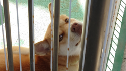 長期入院患者の子供達や色々な人にセラピー犬を通して笑顔を伝えたい！ のトップ画像