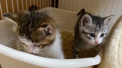 初めて保護した2匹の子猫のために、家族として迎える準備を！