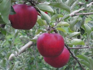 消滅寸前のりんご産地で希少品種「旭」のシードルを製品化したい