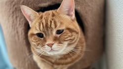 元気な頃のあずき