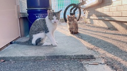 野良猫を増やさない活動にご協力をお願いします のトップ画像