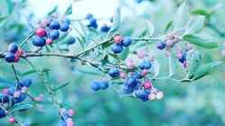 ブルーベリーの木120本を守りたい！ のトップ画像