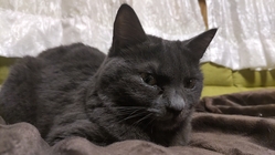 保護猫達の飼育費に支援お願いします のトップ画像