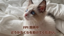 【FIP闘病中】ちくわの治療にどうかご支援頂けないでしょうか。 のトップ画像