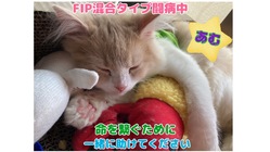 《FIP混合タイプ闘病中》あむを一緒に助けてください‼︎ のトップ画像