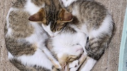 野良猫が終生幸せに暮らせる場所 のトップ画像