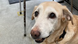 胆管肝炎、慢性腎臓病を患う愛犬ねねの命をどうかどうか助けて下さい のトップ画像