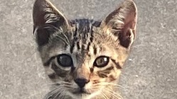 野良猫　4匹の行く末　美味しいご飯と家を与え続けたい　治療してあげ のトップ画像