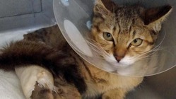 交通事故の子猫を保護！手術など治療費の支援お願いいたします。