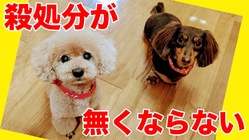 今、可哀想な命を救っても殺処分は無くなりません。蛇口の元を閉めよう のトップ画像