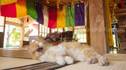 我々は猫である(仮）写真展を開催したい のトップ画像