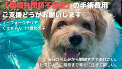 【僧帽弁閉鎖不全症】毎日苦しんでいる愛犬くまの命を救ってあげたい。 のトップ画像