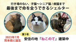 【命を差別しない】子猫・老猫・病猫の安住の地『ねこのて』にご支援を のトップ画像
