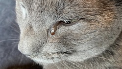 悪性リンパ腫、小海(こうみ)を助けて下さい！ のトップ画像