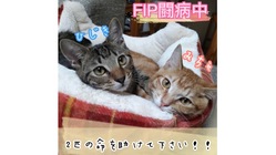 【兄弟でFIP】難病と闘うひじきとみちゃの命を救いたい！ のトップ画像