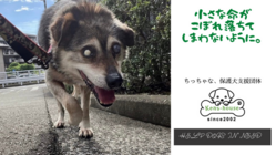 目が不自由でもお散歩が大好き！バリアフリーで少しでも快適な環境を。 のトップ画像