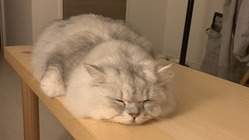 🐈【FIP】猫伝染性腹膜炎のペッパーにお力添えをお願いします🐈 のトップ画像