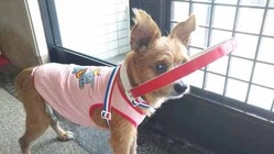 視力を失った犬の白杖をもっと多くの飼い主に知ってもらいたい のトップ画像