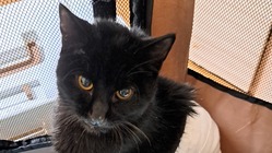 後ろ両脚解放骨折、顎骨折、口蓋裂の保護子猫に生きる希望を のトップ画像