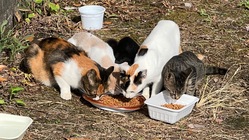 保護猫活動（個人）から特定非営利活動法人設立・保護部屋を！ のトップ画像