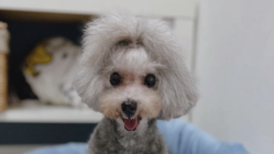 １匹でも多くの老犬を家族にしたい のトップ画像