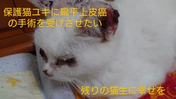 保護猫ユキの扁平上皮癌の手術をし、残りの猫生に幸せを感じてほしい