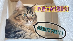 FIP(猫伝染性腹膜炎)と戦う子猫のソナ君をどうか助けてください のトップ画像