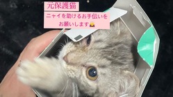 一歳になったばかりの元保護猫ニャイがFIPに感染してしまいました。 のトップ画像